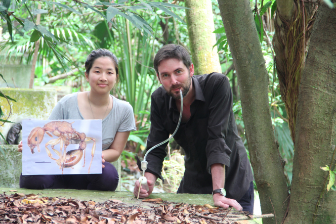 管納德博士與羅羽瑩女士在龍虎山郊野公園發現金樹蟻的地點